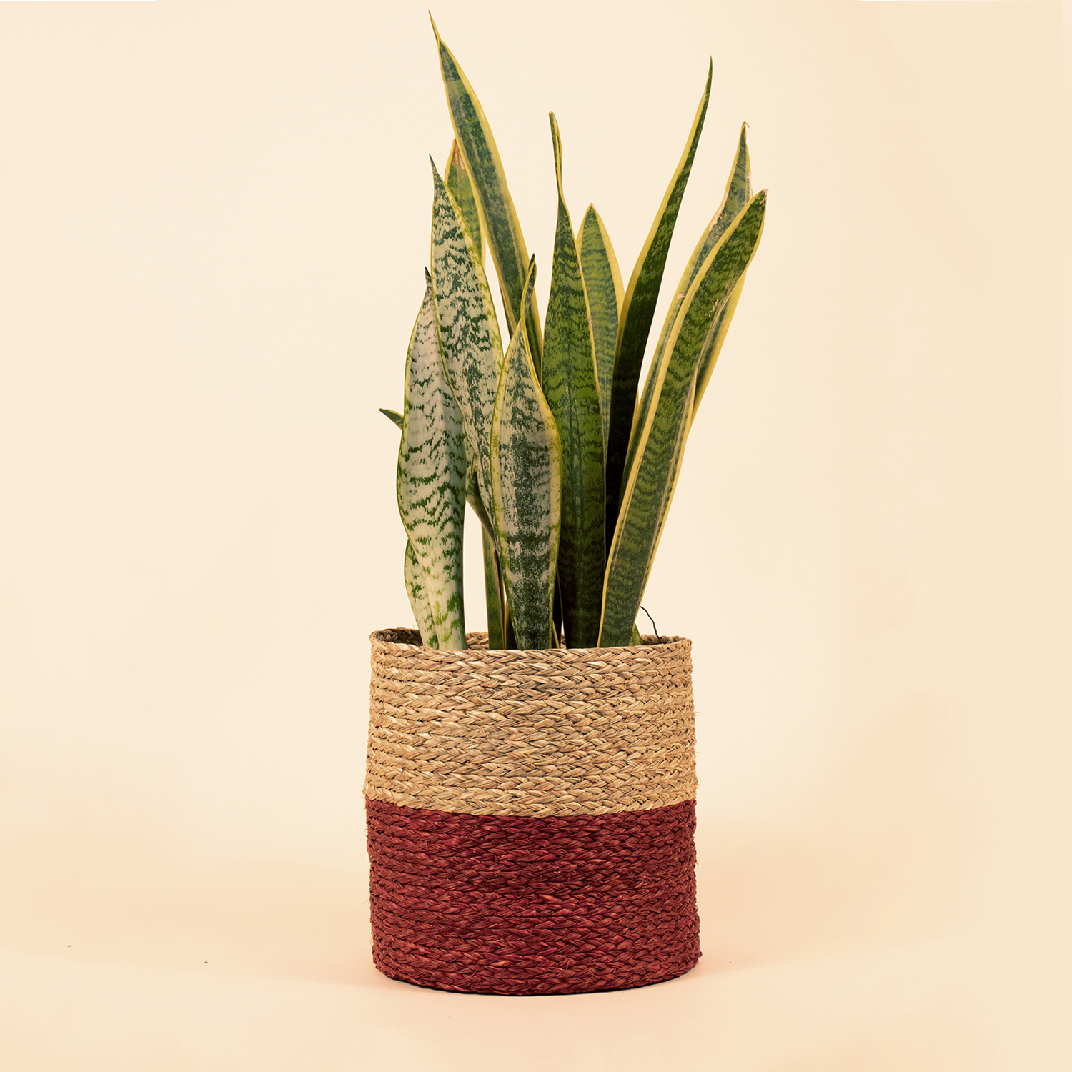Dual color Sabai grass planter- Natural & Maroon