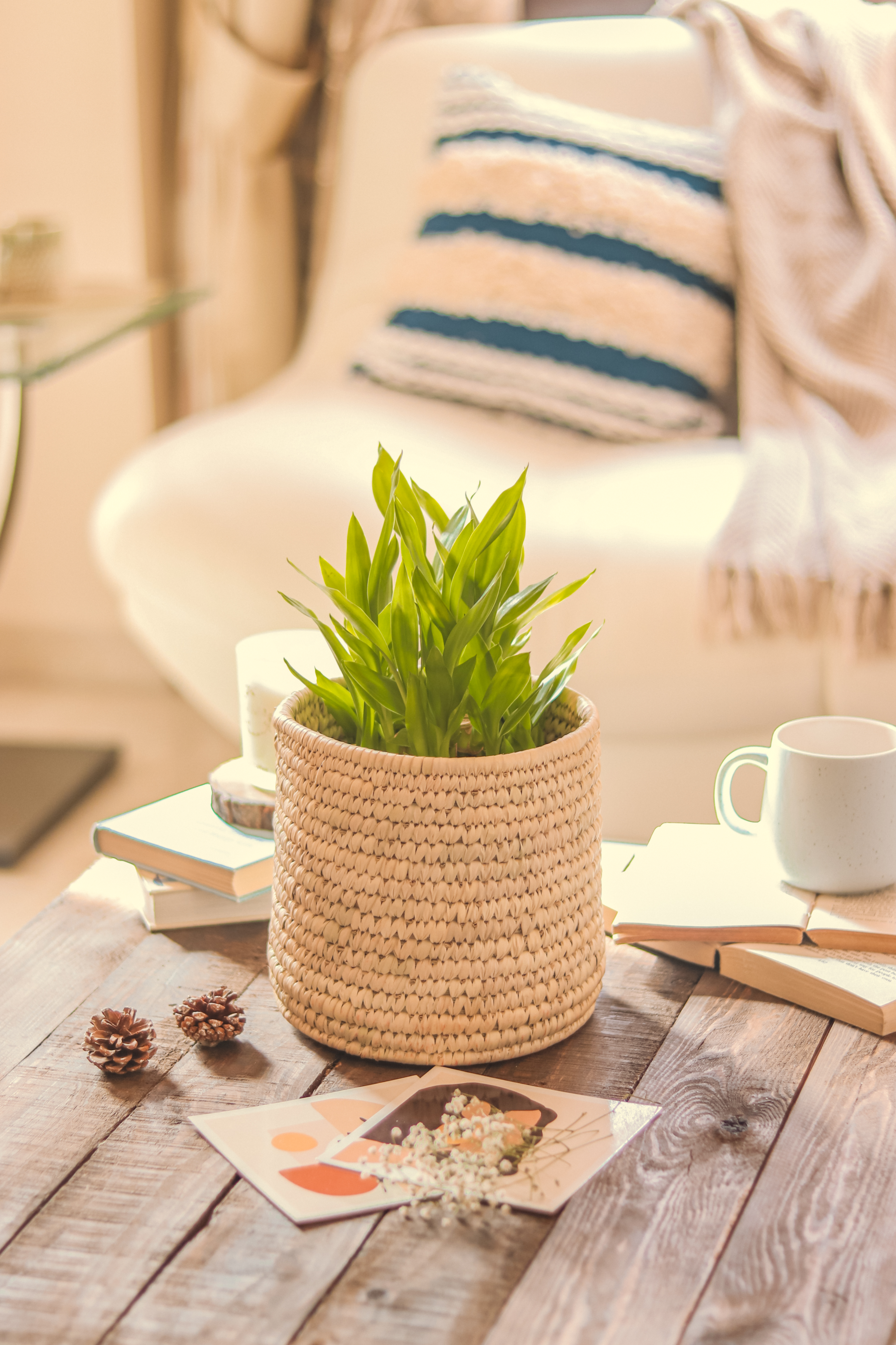 Date palm planter- Tabletop plant pot