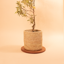 date palm planter